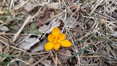 Crocus angustifolius
