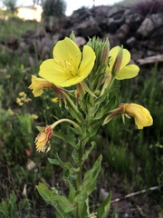 Oenothera × fallax