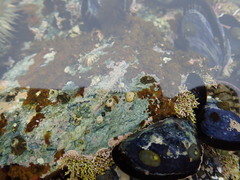 Hapterophycus canaliculatus