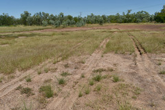 Xerochloa imberbis