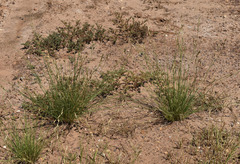 Xerochloa imberbis