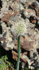Allium altaicum