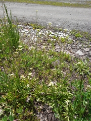 Capsella bursa-pastoris