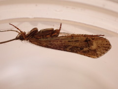 Limnephilus affinis