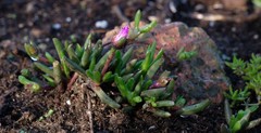 Cephalophyllum rostellum