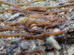 Nemalion elminthoides