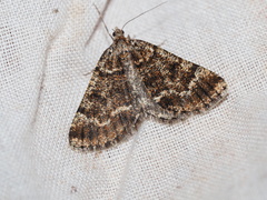 Paramelora lychnota