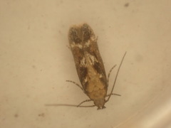 Caryocolum marmorea