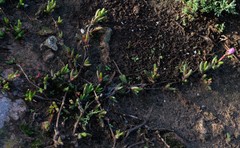 Cephalophyllum rostellum