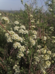 Spiraea crenata
