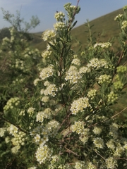 Spiraea crenata