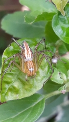 Oxyopes