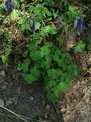 Siberian Columbine (Aquilegia sibirica)