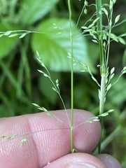Poa remota
