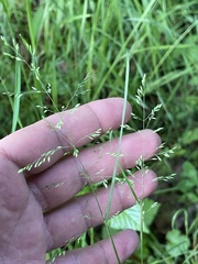 Poa remota