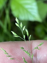 Poa remota