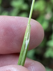 Poa remota