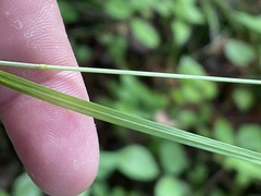 Poa remota
