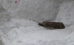 Hydropsyche contubernalis