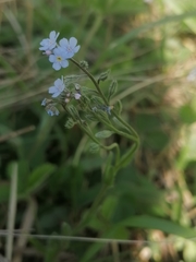 Myosotis imitata