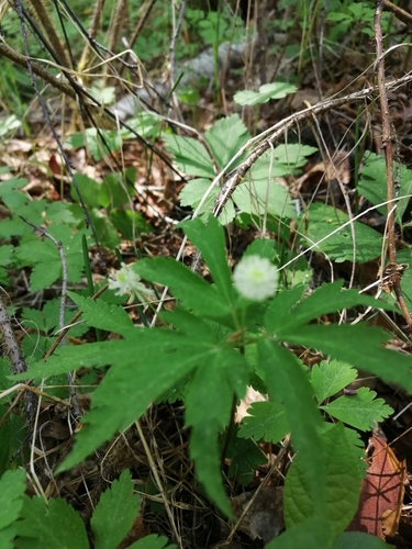 Anemonoides reflexa (Anemonoides reflexa)