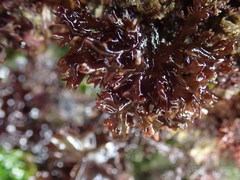 Mazzaella affinis