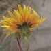 Sonchus arvensis maritimus - Photo (c) Frederik V. Holsbeeck, some rights reserved (CC BY-NC), uploaded by Frederik V. Holsbeeck