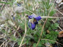 Pulsatilla ambigua