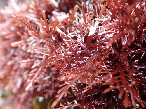 Representative image of Pterocladiella