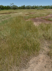 Cyperus scariosus