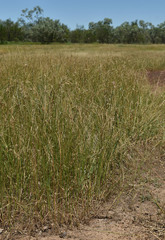 Cyperus scariosus