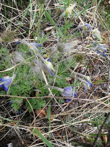 Pulsatilla ambigua, photograph 4