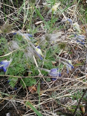 Pulsatilla ambigua