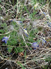 Pulsatilla ambigua