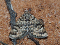 Paramelora lychnota