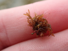 Lomentaria hakodatensis