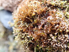 Lomentaria hakodatensis