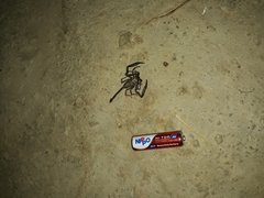 Scorpiops bhutanensis