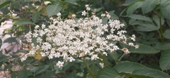 Sambucus nigra