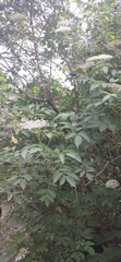 Sambucus nigra
