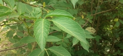 Sambucus nigra