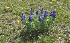 Lupinus caudatus