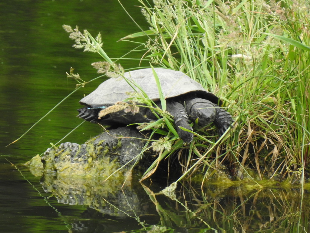 Chinese Pond Turtle in May 2022 by jitensha2021 · iNaturalist