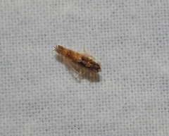 Scaphoideus omani