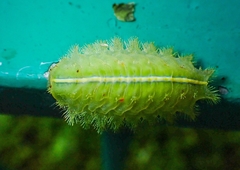 Thosea sinensis