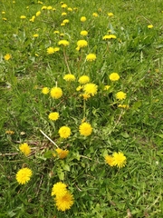 Taraxacum officinale