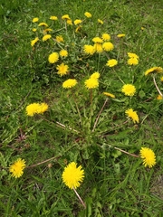 Taraxacum officinale