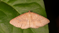 Epicyme rubropunctaria
