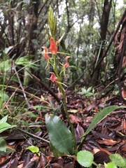 Cryptostylis arachnites