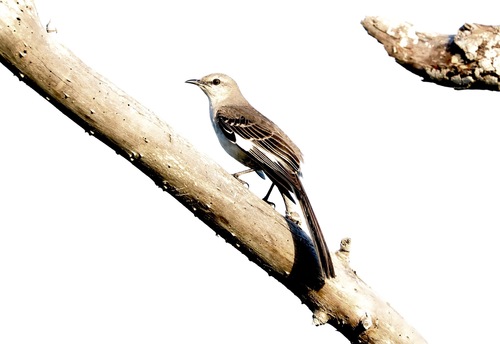 iNaturalist observation photo of Northern Mockingbird